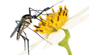 Insect Behavior and Physiology Insect Behavior and Physiology